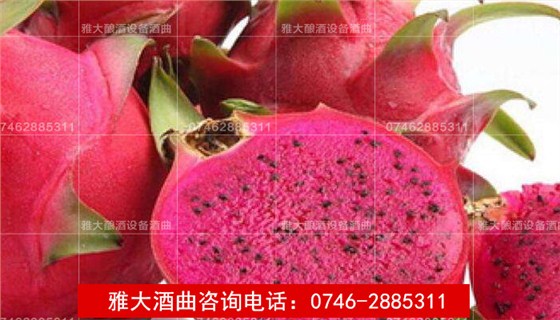 【釀酒技術(shù)】火龍果酒 【釀酒技術(shù)】火龍果酒