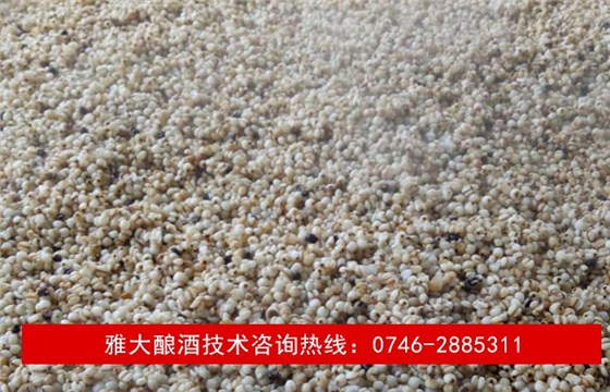 【釀酒技術】薏米酒—蒸薏米