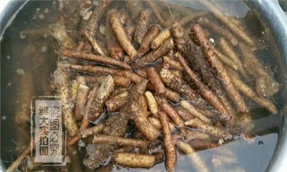 【釀酒設(shè)備】淮山酒——清洗