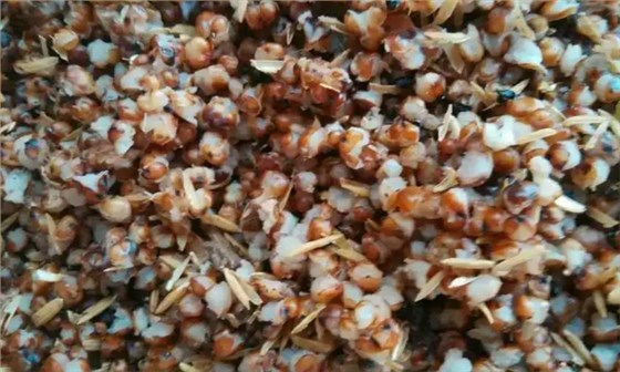 如何利用雅大燒酒設(shè)備釀造四川粳高粱小曲酒？——高粱開花程度