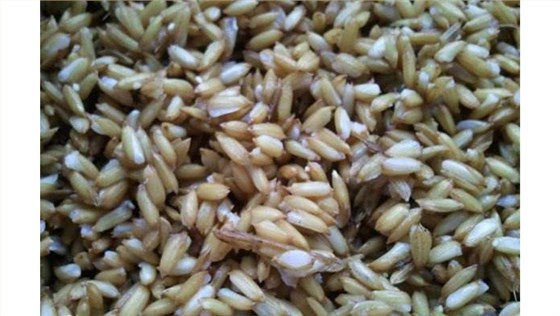 【燒酒設(shè)備】用觀聞嘗來感受稻谷酒的香凈綿甜濃，你學(xué)會了嗎？