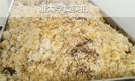 白酒設(shè)備/如果五糧液配方，糧食粉碎，如何蒸煮？