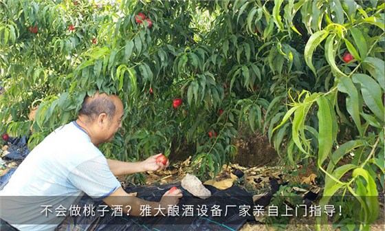 不會做桃子酒？雅大釀酒設備廠家親自上門指導！