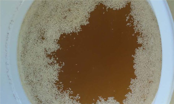 7.2-夏季用釀白酒設(shè)備做生料釀酒注意這6點(diǎn)，口感好到爆！大米生料