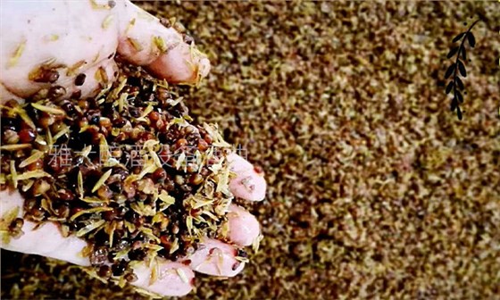 7.6-用釀白酒設(shè)備蒸餾古法固態(tài)酒時，為什么要加入稻殼？高粱加稻殼的量