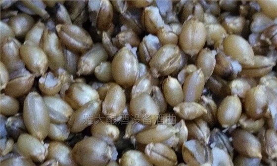 雅大邀您到酒廠用白酒蒸酒設(shè)備實(shí)操釀青稞酒，青稞酒實(shí)操教學(xué)！-04-青稞釀酒開花