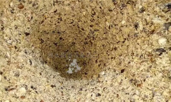 民間用小型白酒釀酒設(shè)備釀了15年板粟酒的傳統(tǒng)技藝被公布！-06-板栗釀酒-發(fā)酵