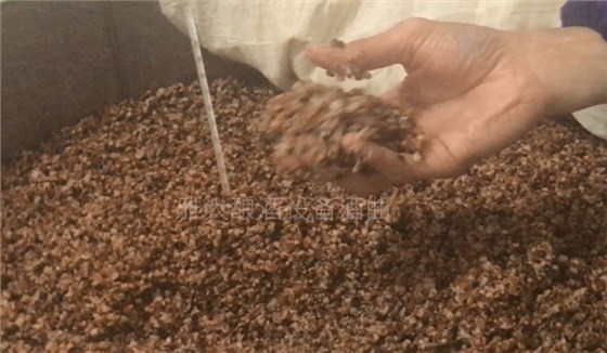 用熟料釀酒設(shè)備釀固態(tài)酒，真能通過黃水的味道判斷發(fā)酵情況？-03-高粱發(fā)酵5