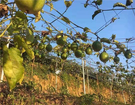 滯銷，長相難看的百香果，用蒸汽釀酒設(shè)備做酒再也不爛！-02