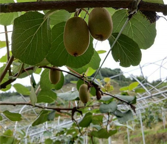 林姐借助雅大蒸汽釀酒設(shè)備，開發(fā)出富硒獼猴桃酒，生意好到爆！-01