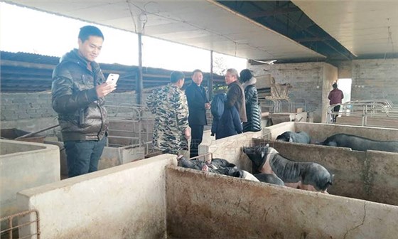 23-用大型釀酒設(shè)備蒸酒后的酒糟養(yǎng)豬不奇怪，可養(yǎng)母豬配白酒為哪般？2