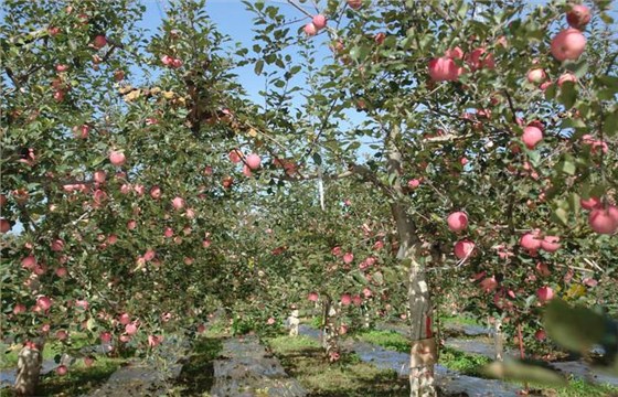 8.1--在雅大高粱釀酒設(shè)備廠的協(xié)助下.胡家酒坊成功辦理小規(guī)模生產(chǎn)許可證-胡叔-蘋果園