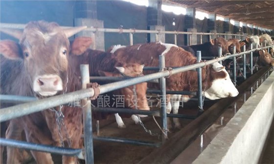 26-用釀酒設(shè)備烤酒，酒糟喂牛，自繁自育，凈利潤提升近3成。養(yǎng)牛