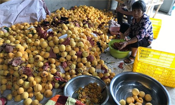 黃桃滯銷嚴重，雅大蒸餾釀酒設備彭老師上門指導釀酒1