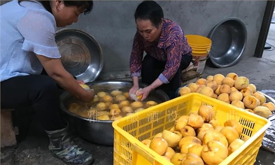 黃桃滯銷嚴重，雅大蒸餾釀酒設備彭老師上門指導釀酒5