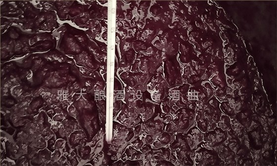 想做紫薯酒，口感好嗎？紫薯釀酒設(shè)備技術(shù) 4