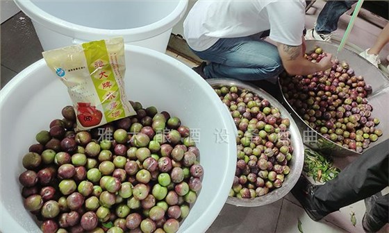 用白酒蒸餾設(shè)備做李子酒的標(biāo)準(zhǔn)教程被公布，趕緊去看看吧！ 4