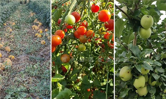 工程師變身“農(nóng)莊主”，又引進(jìn)白酒烤酒設(shè)備，為農(nóng)莊增添新特色6