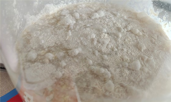 雜菌感染，發(fā)酵失敗