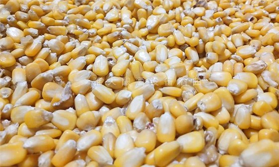 挑選新鮮、無(wú)霉變、無(wú)雜質(zhì)的玉米為原料
