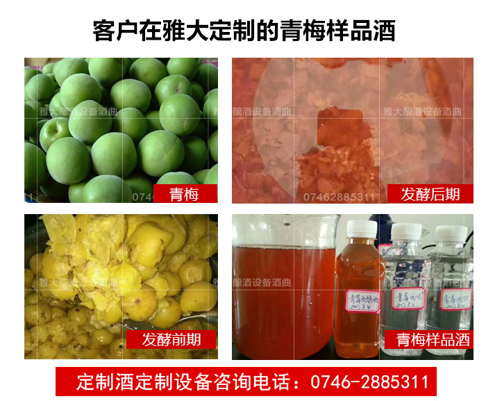 【釀酒技術】定制酒-青梅酒