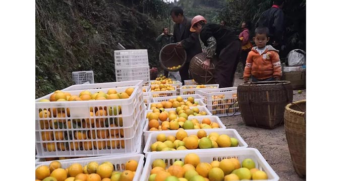 永興冰糖橙滯銷 曹總引雅大烤酒設(shè)備靠“釀”帶動銷量