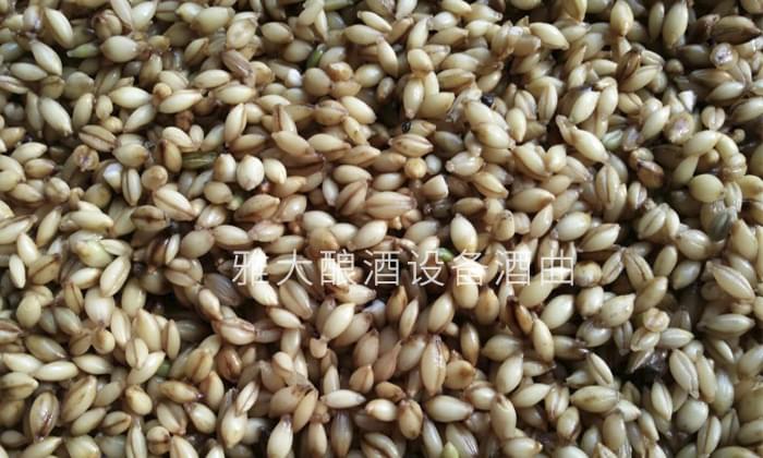 「釀酒設(shè)備廠家」青稞發(fā)酵酒的工藝流程