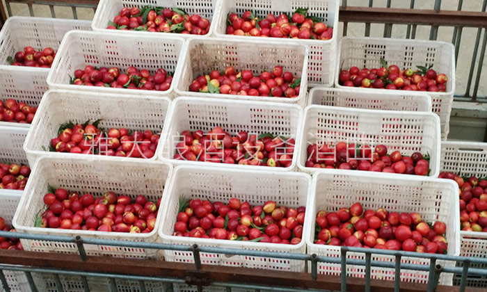 不會做桃子酒？雅大釀酒設(shè)備廠家親自上門指導(dǎo)！