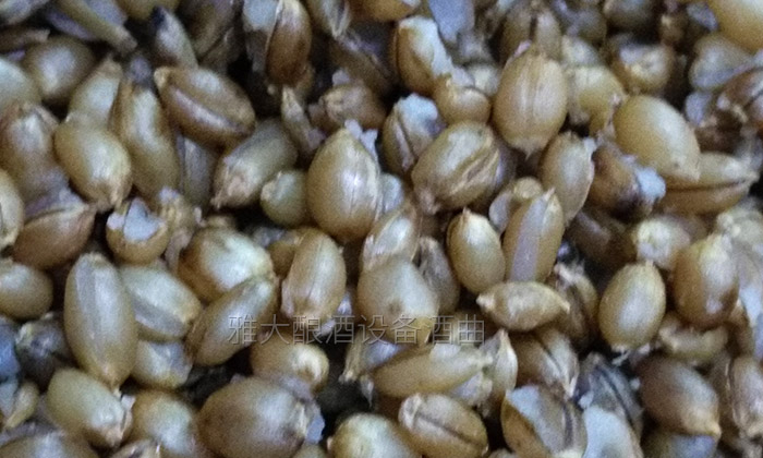 雅大邀您到酒廠用白酒蒸酒設(shè)備實(shí)操釀青稞酒，青稞酒實(shí)操教學(xué)！-04-青稞釀酒開(kāi)花