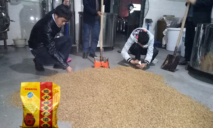 雅大邀您到酒廠用白酒蒸酒設(shè)備實(shí)操釀青稞酒，青稞酒實(shí)操教學(xué)！-05-青稞釀酒-酒曲