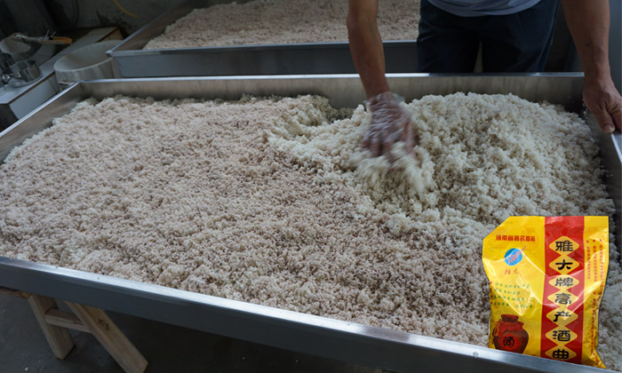 做大米酒適合哪種小型酒廠設(shè)備和發(fā)酵工藝？做大米酒注意事項(xiàng)！-06-大米拌曲