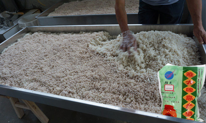 為什么我釀的大米白酒不夠香，那是因?yàn)槟鷽]選對(duì)中草藥酒曲！-04-中草藥酒曲大米拌曲釀酒