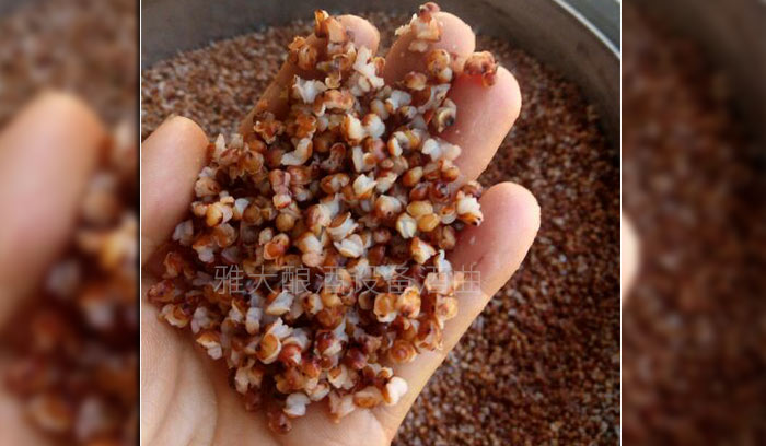 警惕！不銹鋼釀酒設(shè)備操作不當(dāng)給玉米酒帶來(lái)邪雜味！-02-高粱釀酒蒸開(kāi)花