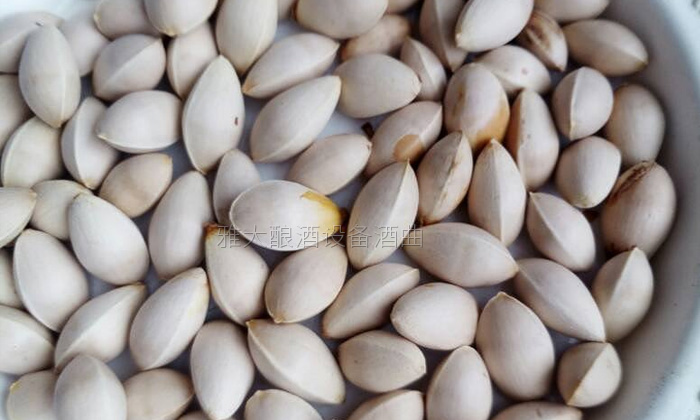 銀杏果酒怎么做？20年釀酒經(jīng)驗(yàn)的新工藝釀酒設(shè)備廠手把手教您做！-01白果