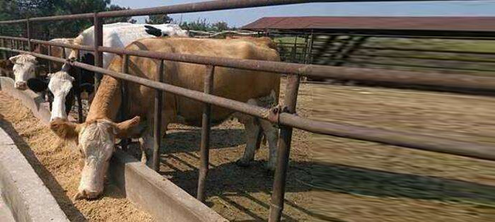 2019年外出打工？不如用多功能釀酒設(shè)備釀酒養(yǎng)牛-05-養(yǎng)殖場(chǎng)地3