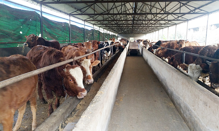 他對(duì)不銹鋼釀酒設(shè)備蒸餾后的酒糟做了1件事，結(jié)果……-02酒糟養(yǎng)殖牛