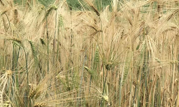 措曲青稞原漿酒插上微商的翅膀后，會發(fā)生什么奇跡？-02