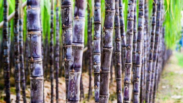 做甘蔗酒需要哪些配套釀酒設(shè)備，釀酒設(shè)備價(jià)格貴不貴？ (2)