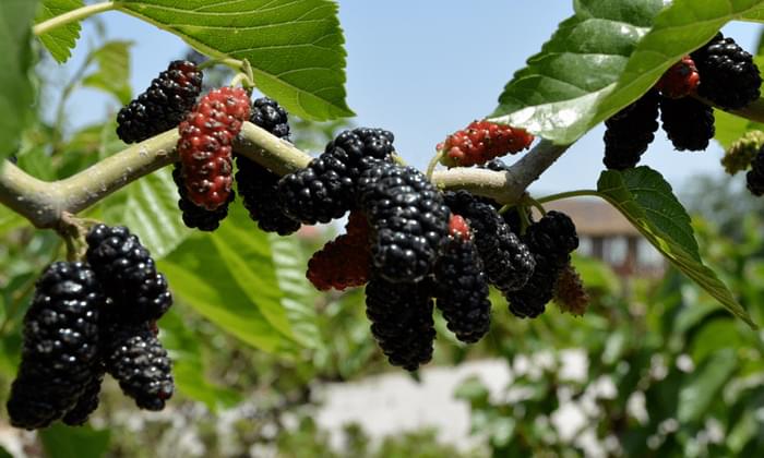 剛從樹(shù)上采摘的桑葚可不用清洗