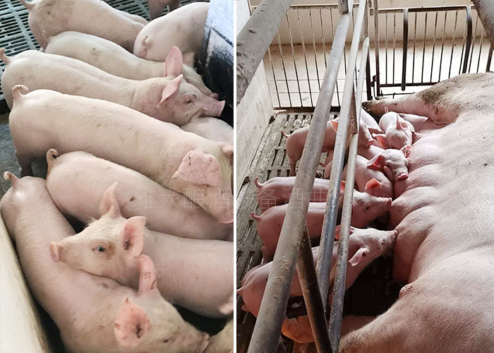 豬吃了酒糟糖化飼料長(zhǎng)膘快、肉質(zhì)更鮮美