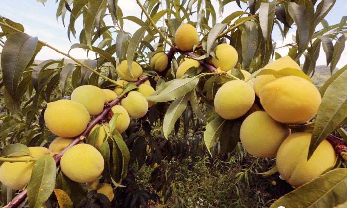 8.24-印江縣黃桃滯銷，冉總引進(jìn)雅大電加熱釀酒設(shè)備靠“釀”帶動(dòng)銷量1