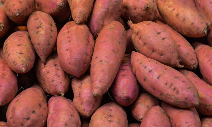 寧遠土茅臺——紅薯酒是怎樣釀造出來的？ 2