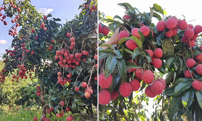 用果酒釀酒設(shè)備將滯銷荔枝釀成高端酒，利潤(rùn)翻番！ 1
